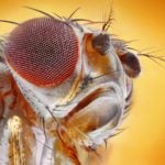 image of a fruit fly