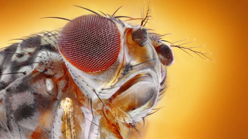 image of a fruit fly