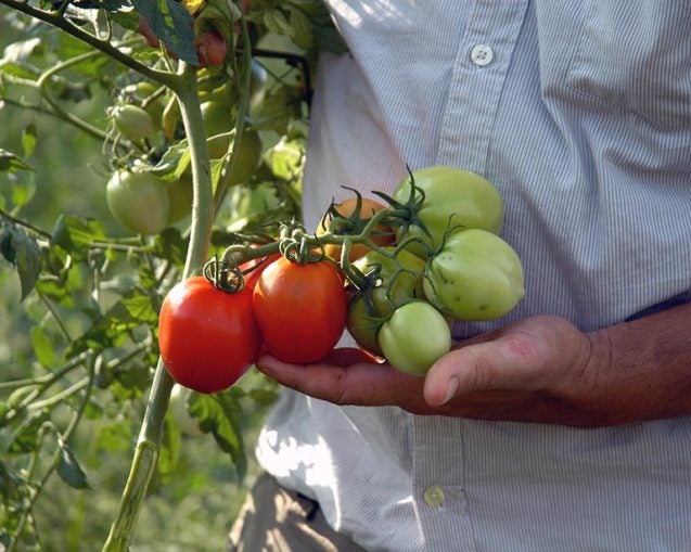 photo of male researcher holding tomatoes on the vine