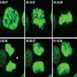 image of a cell divison time lapse from Jason Sheltzer