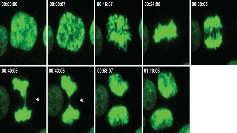 image of a cell divison time lapse from Jason Sheltzer