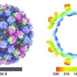 graphic of Norovirus strain capsids