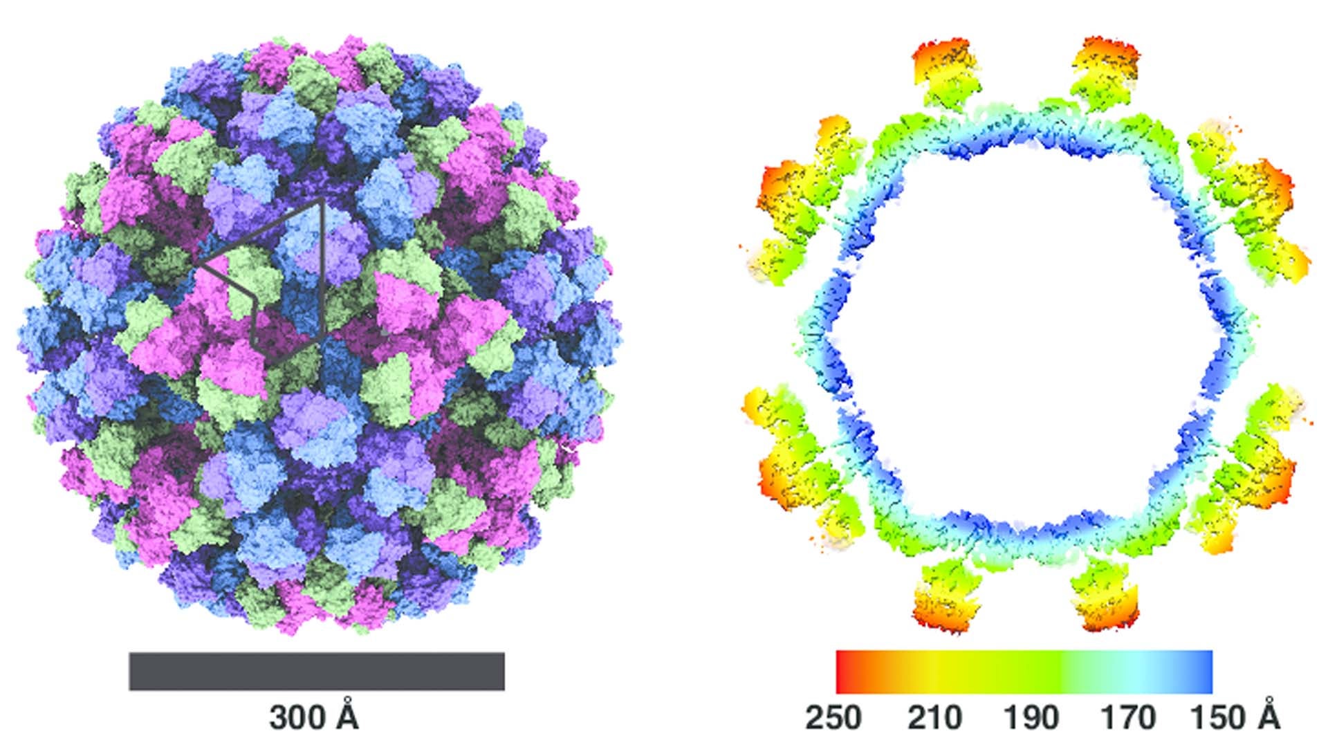 what is noro virus