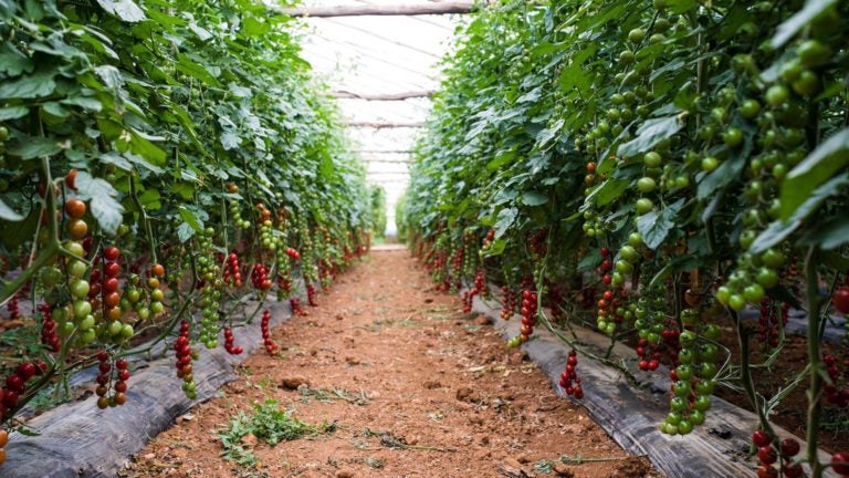 photo of vertical farming in urban agriculture