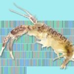 image of shrimp with barcoding in background