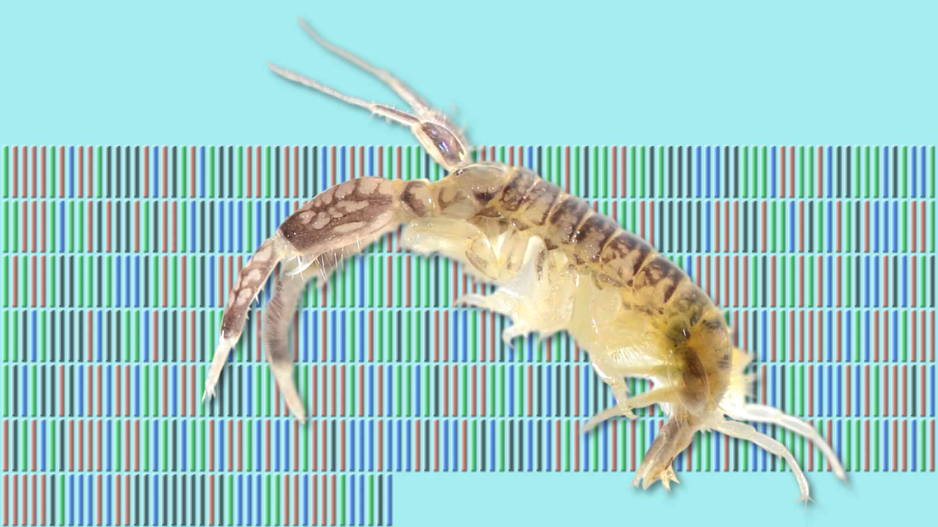 image of shrimp with barcoding in background