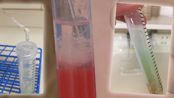 Wheat DNA extraction hero image