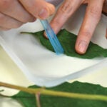 DNA Barcoding leaf hero image