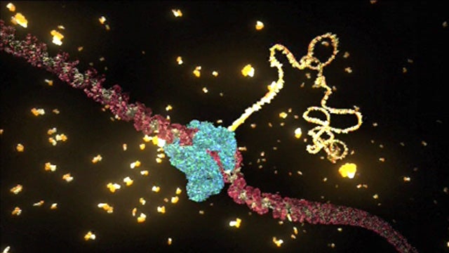 RNA Transcription hero image