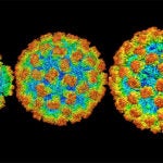 Structural Biology Behind Disease Transmission and Drug Design hero image