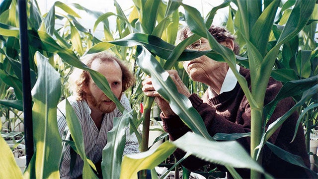 Barbara McClintock Corn Field hero image