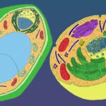 Plant and animal cells hero image