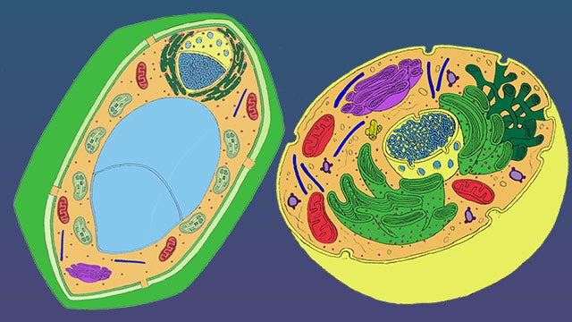 Plant and animal cells hero image