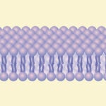 Cell membrane hero image