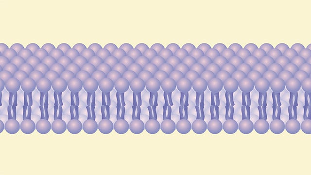 Cell membrane hero image