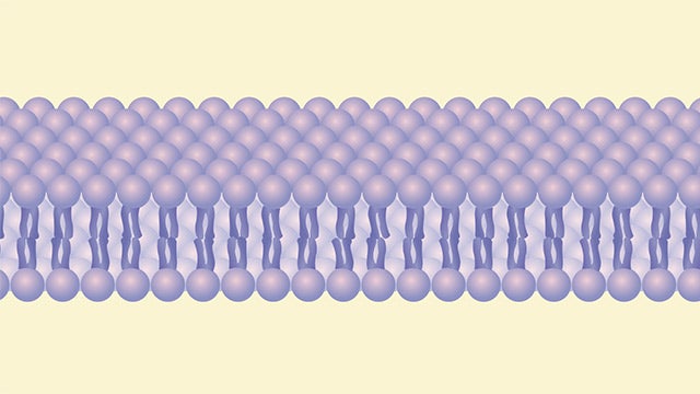 Cell membrane hero image