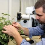 photo of Zachary Lippman working with plants