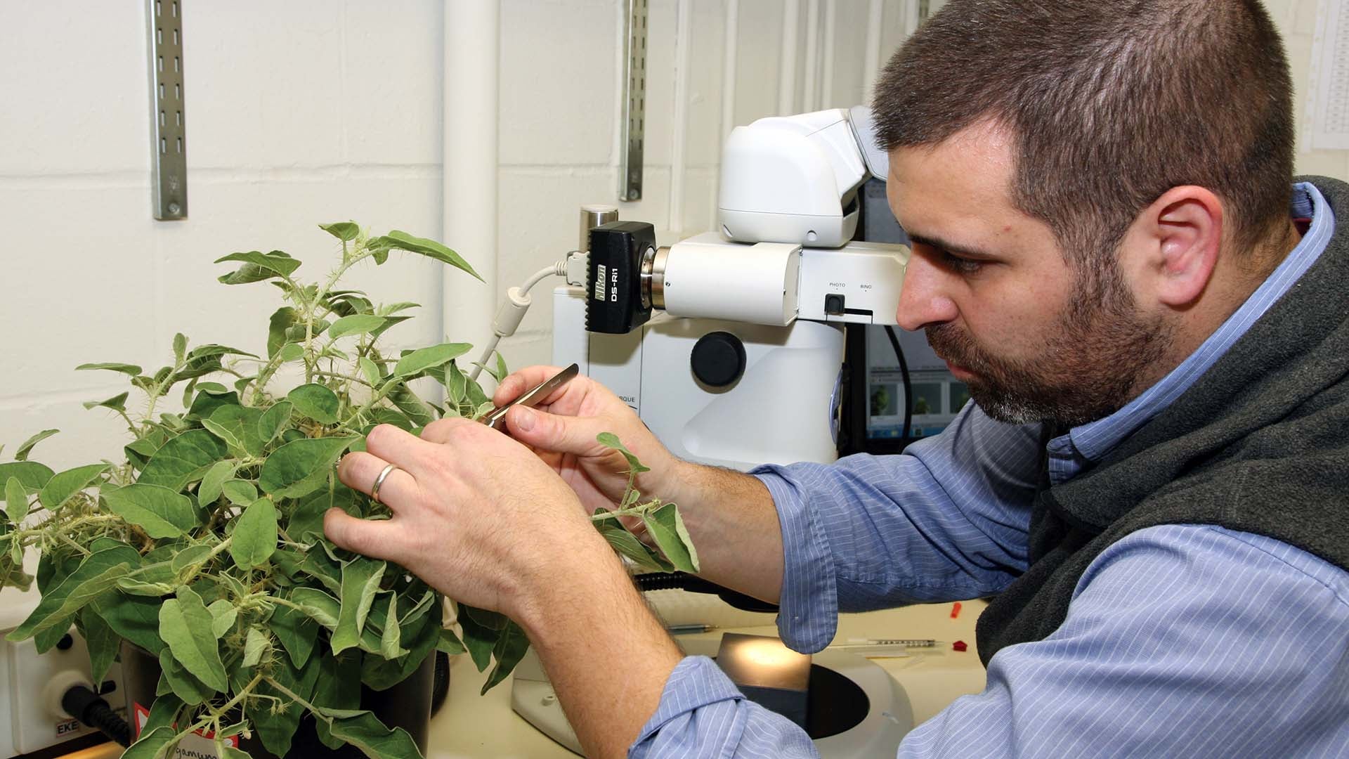 photo of Zachary Lippman working with plants