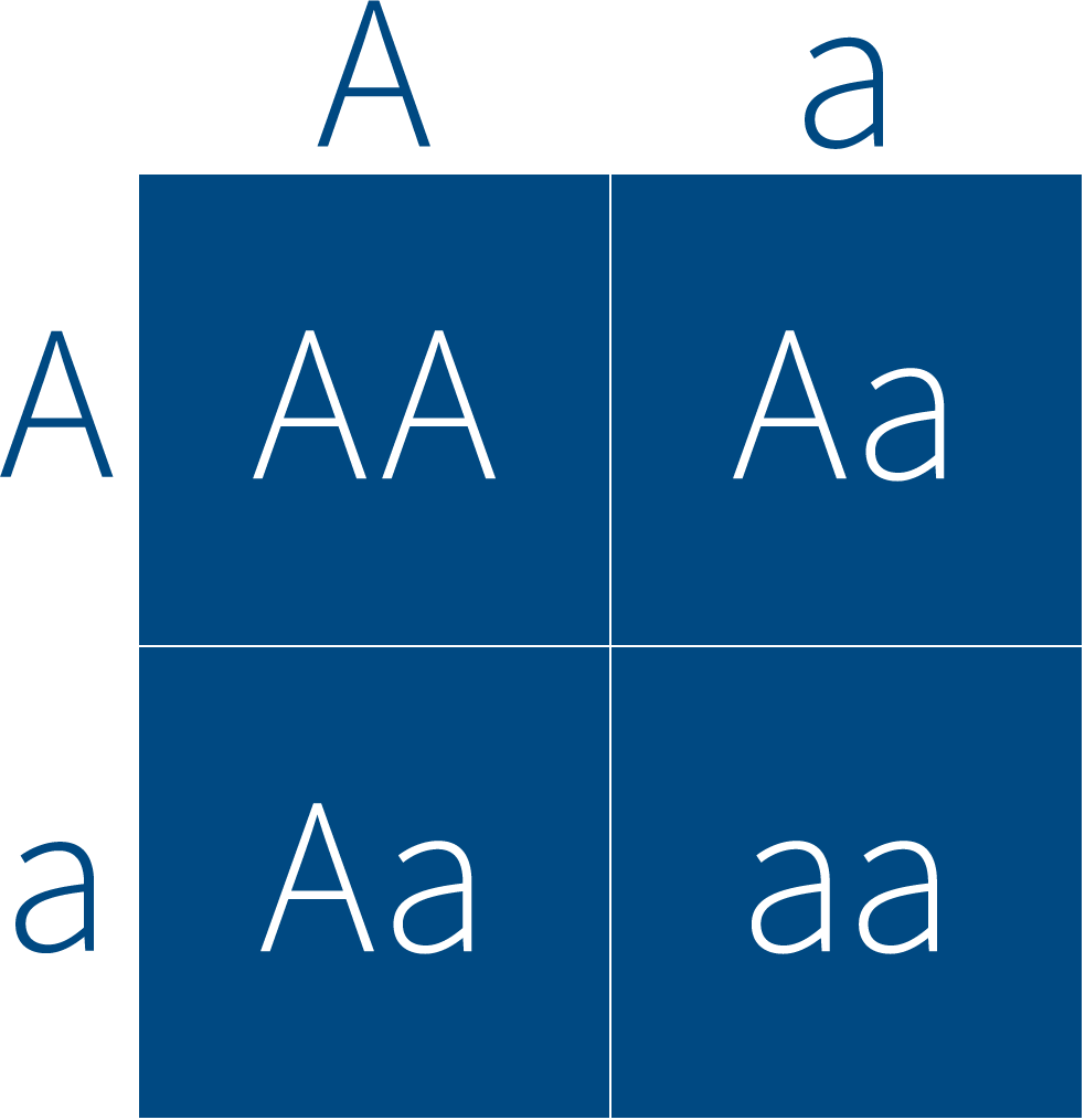 retinoblastoma punnett square