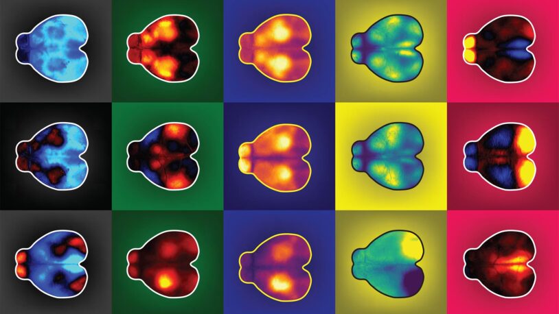 image of mice brains