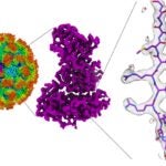 image of norovirus structure