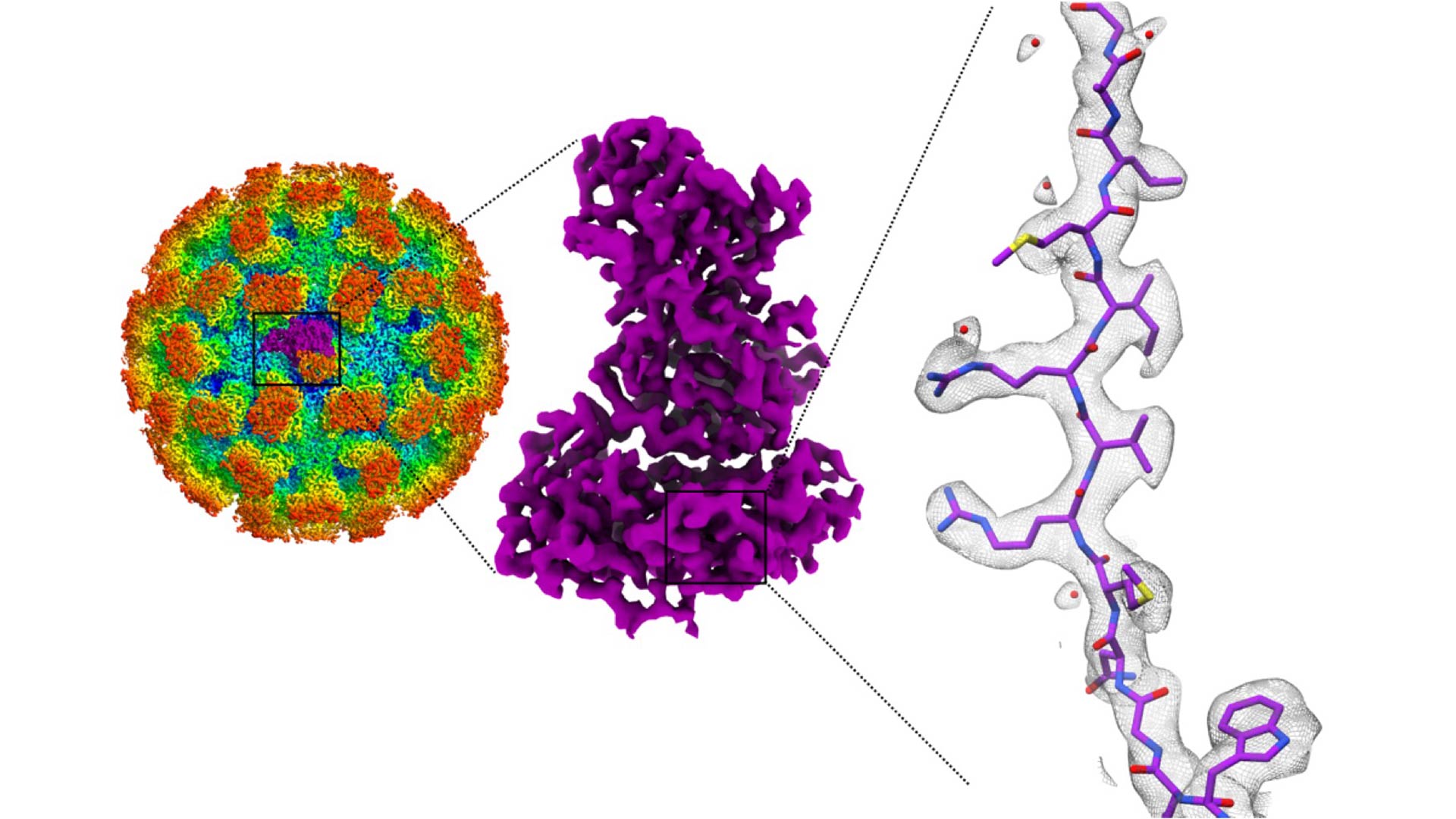 image of norovirus structure