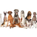Illustration of a couple dozen different breeds of dogs