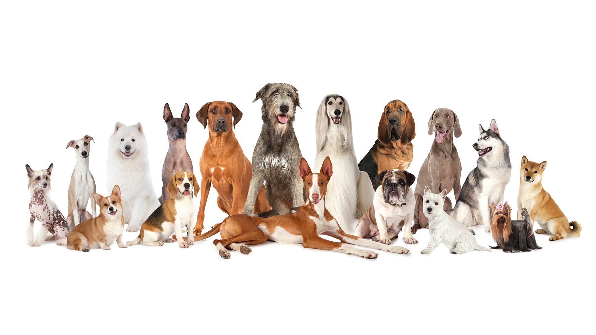 Illustration of a couple dozen different breeds of dogs