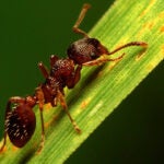 Amazing ants hero image