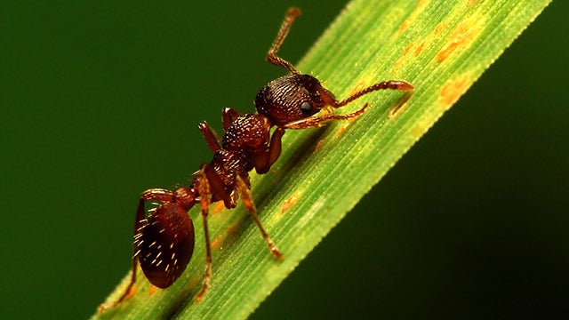 Amazing ants hero image