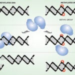 DNA methylation hero image