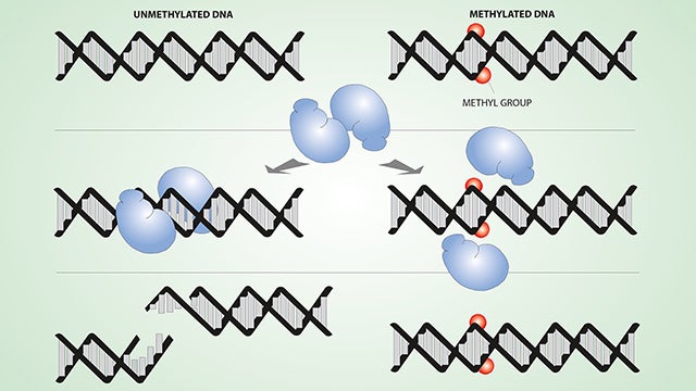 DNA methylation hero image