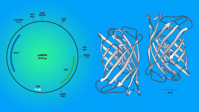 Recombinant DNA GFP hero image