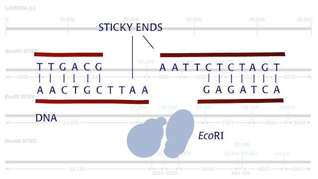 Restriction enzymes hero image