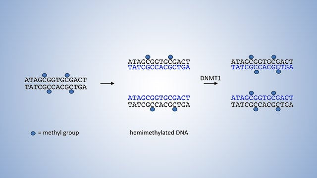 DNA Methyltransferases and DNA Methylation hero image