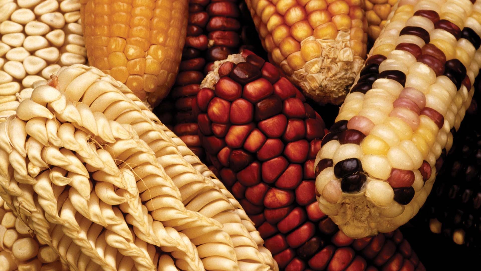 photo of genetically varied ears of maize