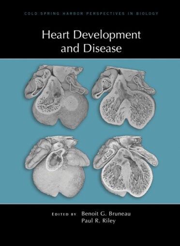 Models of mouse hearts at stage E12.5 eroded to approximate midvalve level for the pulmonary (left) and aortic (right) valves