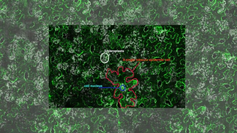 Coronavirus research in plants