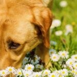 photo of dog smelling chamomile flowers