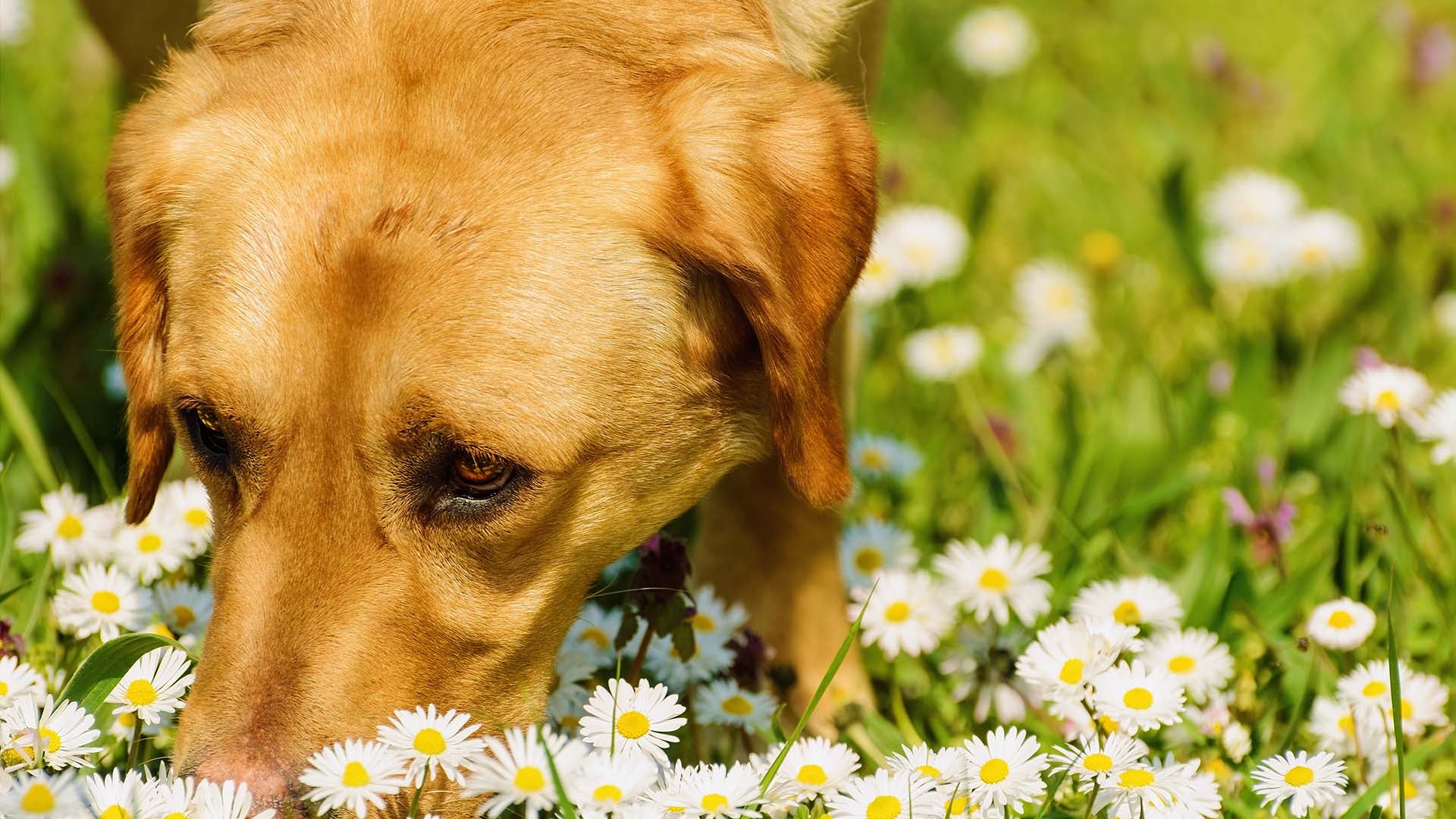 photo of dog smelling chamomile flowers