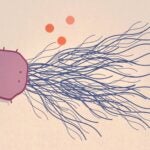 graphic of large Neutrophil extracellular traps (NETs)