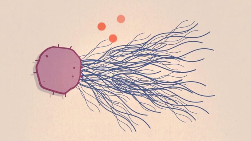 graphic of large Neutrophil extracellular traps (NETs)