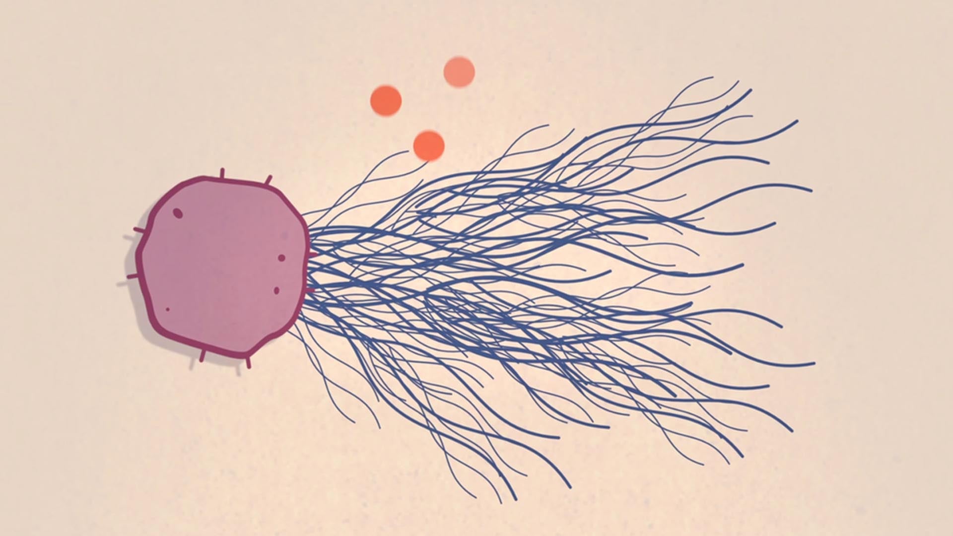 graphic of large Neutrophil extracellular traps (NETs)