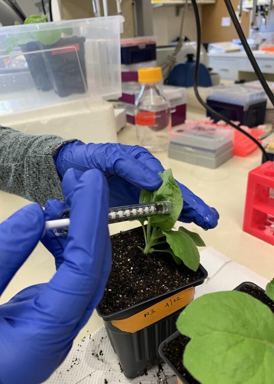 Coronavirus research in plants Cold Spring Harbor Laboratory