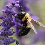 Carpenter bees hero image