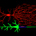 Illustration of Chandelier and pyramidal neuron