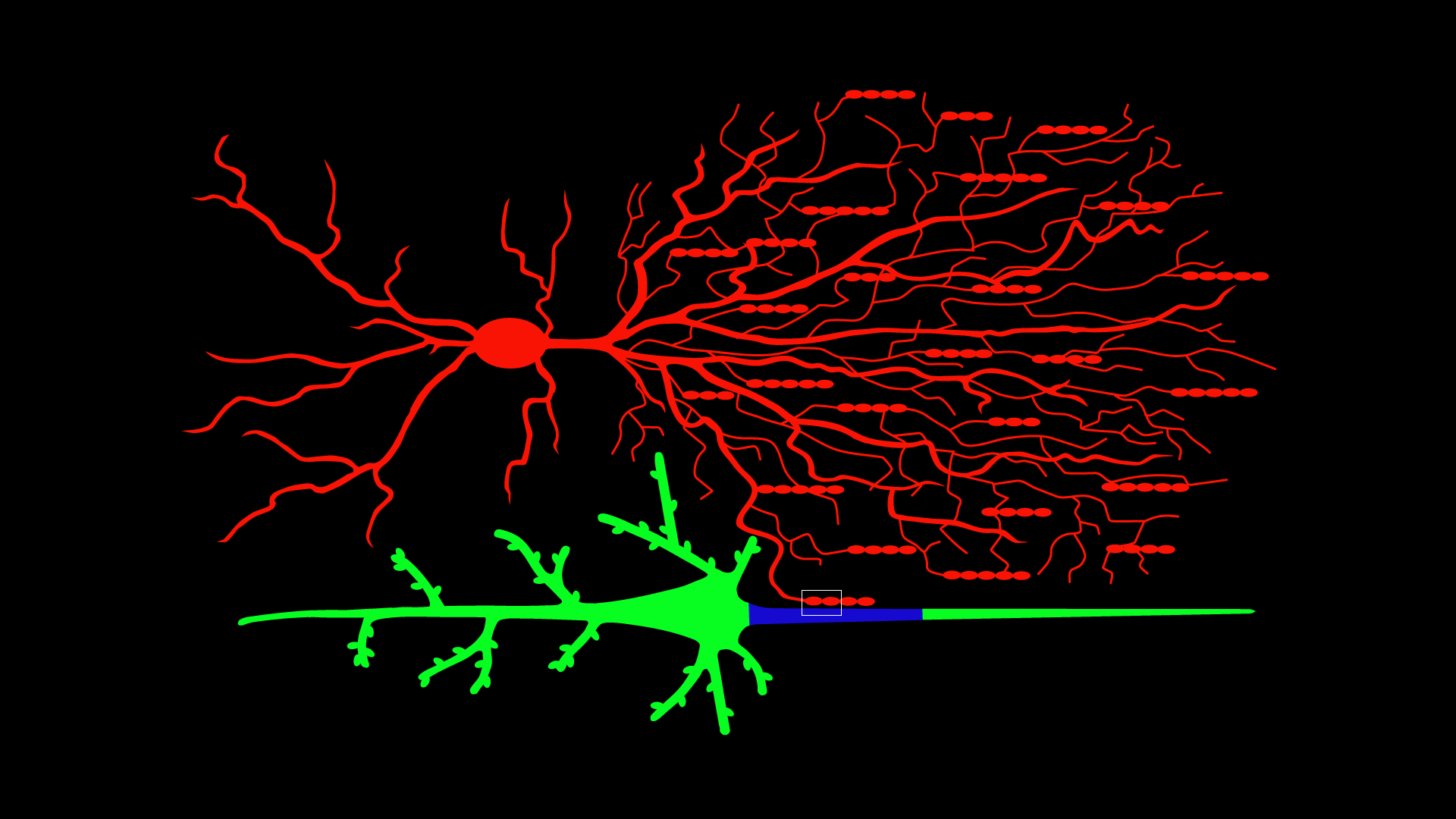 Illustration of Chandelier and pyramidal neuron