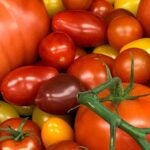photo of various tomatoes from Lippman's lab