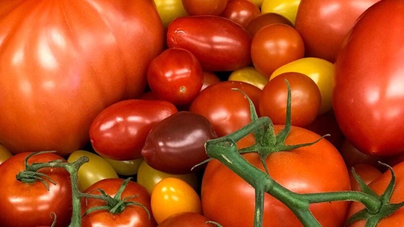 photo of various tomatoes from Lippman's lab