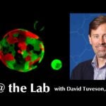 Hero image with organoid and Dr. David Tuveson for Live @ the Lab